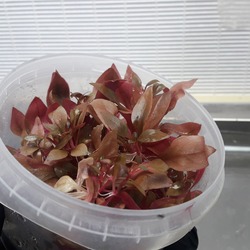 Alternanthera Reineckii 'Mini' - In Vitro 250cc 