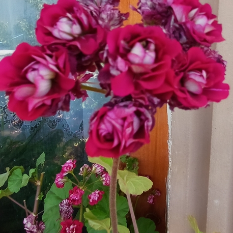 Rosebud 2