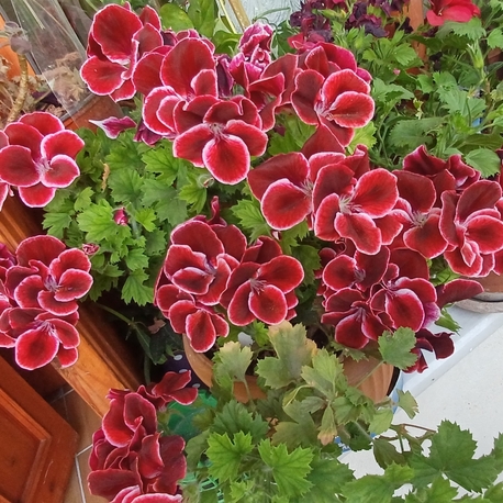 ceylan gözlü sardunya 