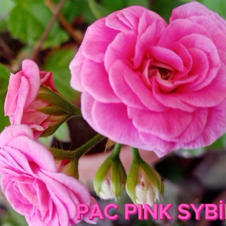 PAC PİNK SYBİL