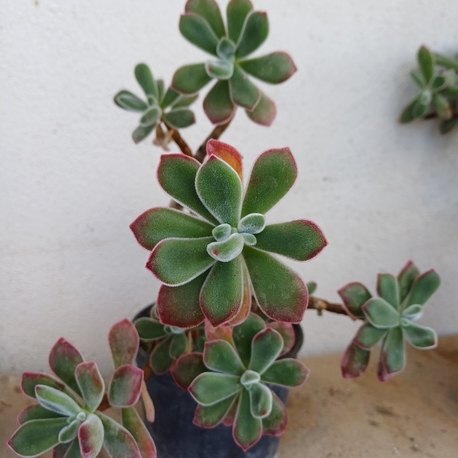tüllü sukulent echeveria 
