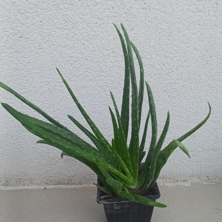 Alovera