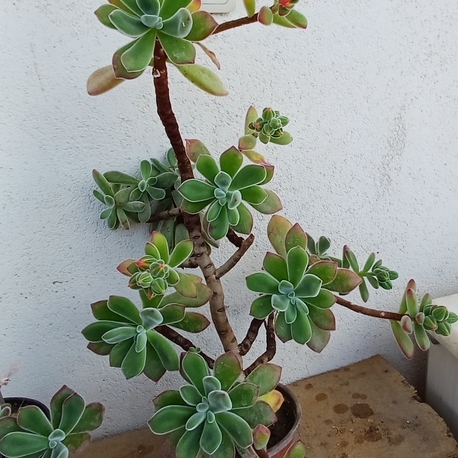 tüllü sukulent  echeveria 