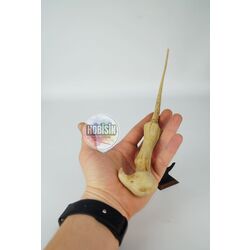 Harry Potter - Voldemort Asası (35 cm)