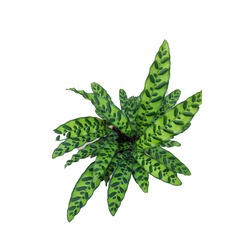 Calathea Lancifolia - Dua Çiçeği 
