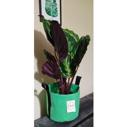 Calathea Medallion 