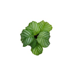 Calathea Orbifolia (Dua Çiçeği)
