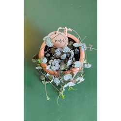 Ceropegia Woodii -Kalp Kalbe Karşı Bitkisi