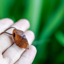 Tiny 'Terra'