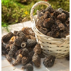 KURUTULMUŞ KUZU GÖBEĞİ MANTARI 1 Kg