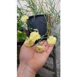 Sarı Karanfil çiçeği tohumu