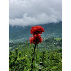 Tohum/Katmerli Haşhaş Çiçeği ( Gelincik)