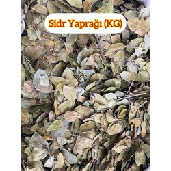 Sidr Yaprağı (1 KG)