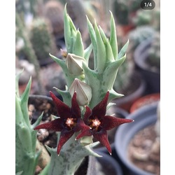 Orbea semitubiflora 