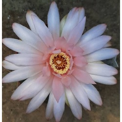 Gymnocalycium horstii