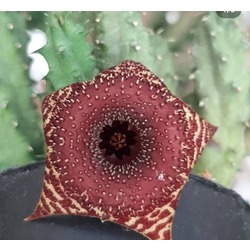 Huernia angolensis 
