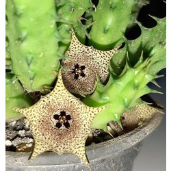Huernia bolenea 