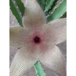 Stapelia gigentea (sarı)