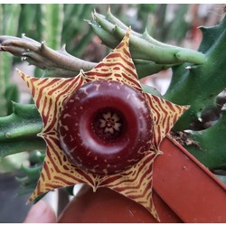 Huernia zebrina 