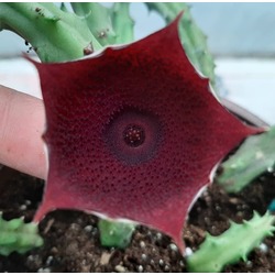 Huernia macrocarpa