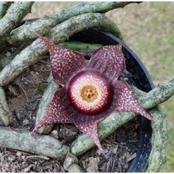Orbea hardyi