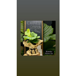 calathea orniflora