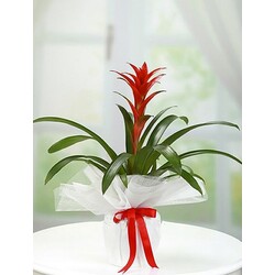 Guzmania