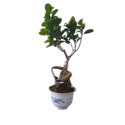 Giseng Bonsai