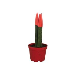 Boyalı Sansevieria-Paşa Kılıcı 