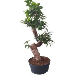 S Bonsai-Ficus Microcarpa 