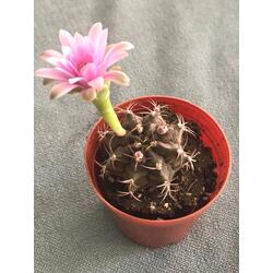 Gymnocalycium