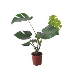 Monstera-Deve Tabanı