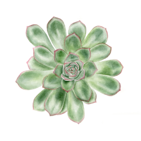 Echeveria - Mini Sanat Serisi (15x15) 