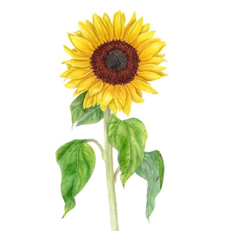 Helianthus annuus - Mini Sanat Serisi (A5)