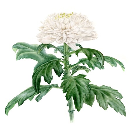 Chrysanthemum - Mini Sanat Serisi (A5) 