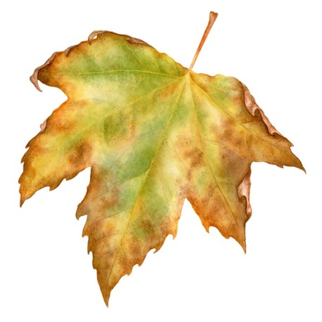 Platanus sp. - Mini Sanat Serisi (15x15)