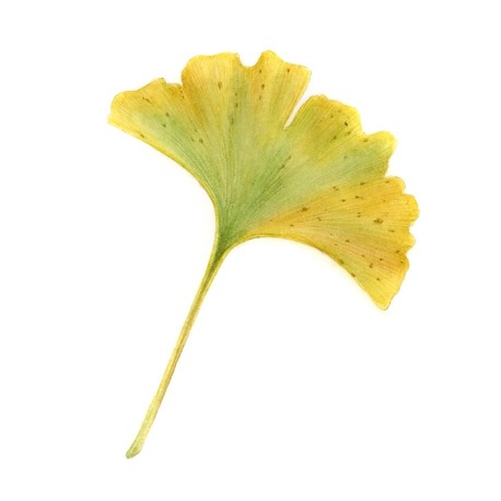 Ginkgo biloba - Mini Sanat Serisi (15x15)