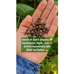 Yenibahar 250 gr (Batı Geleneksel Tıbbı'nın Kilit Taşı)