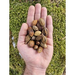 Sarı Halile 250 gr (Doğu Tıbbının Altın Çekirdeği)