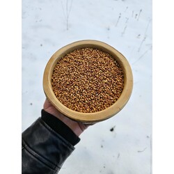 Süpürge Otu Tohumu 250 gr (Bedeninizin dip köşe temizlikçisi)