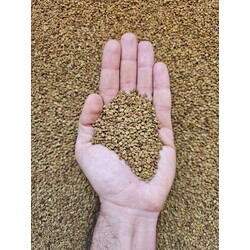 Çemen Otu Tohumu 250 gr (Yerli tohum, el seçmesi)