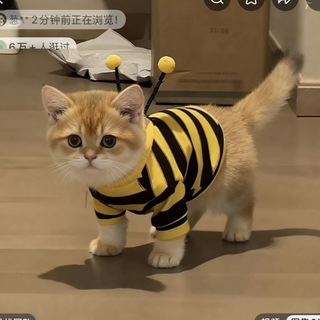 Arı konseptli pet kıyafeti 