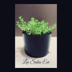 Black beton Saksı (çiçekli)