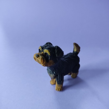 Yorkie the Yorkshire terrier