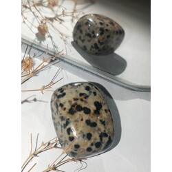 Dalmaçyalı Jasper