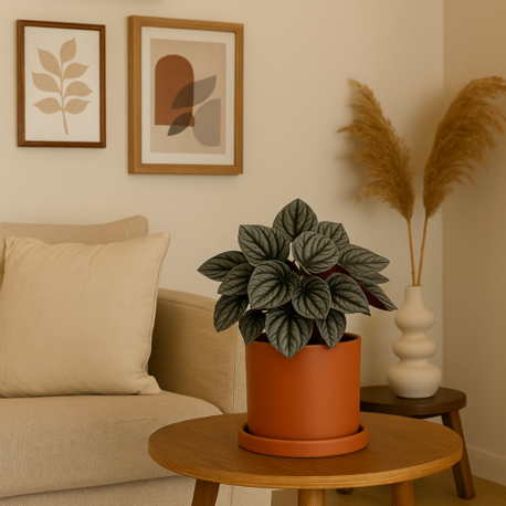 Peperomia Caperata (Zümrüt Dalgası Çiçeği)