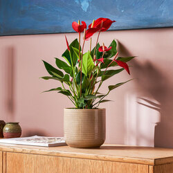 Antoryum (Anthurium Andraeanum Red) Bitkisi