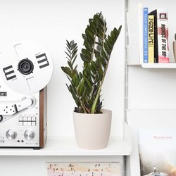 Zamioculcas Black Raven 40-50cm