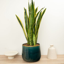 Sansevieria – Paşa Kılıcı Bitkisi (80-100cm)