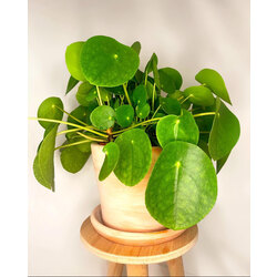 Pile Peperomioides (Çin Para Bitkisi)